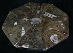 Fossil Goniatite & Orthoceras Tray/Platter #22857-1